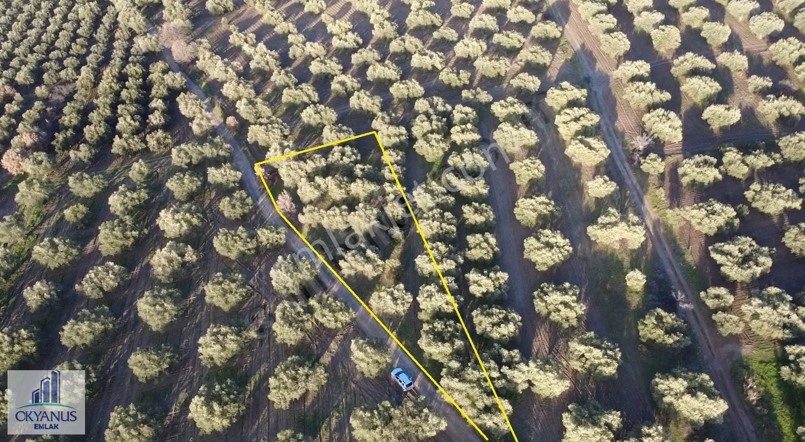 Kepenekli De 1.035 M2 Zeytinlik, Yola 90 Mt Cepheli - Görsel 15