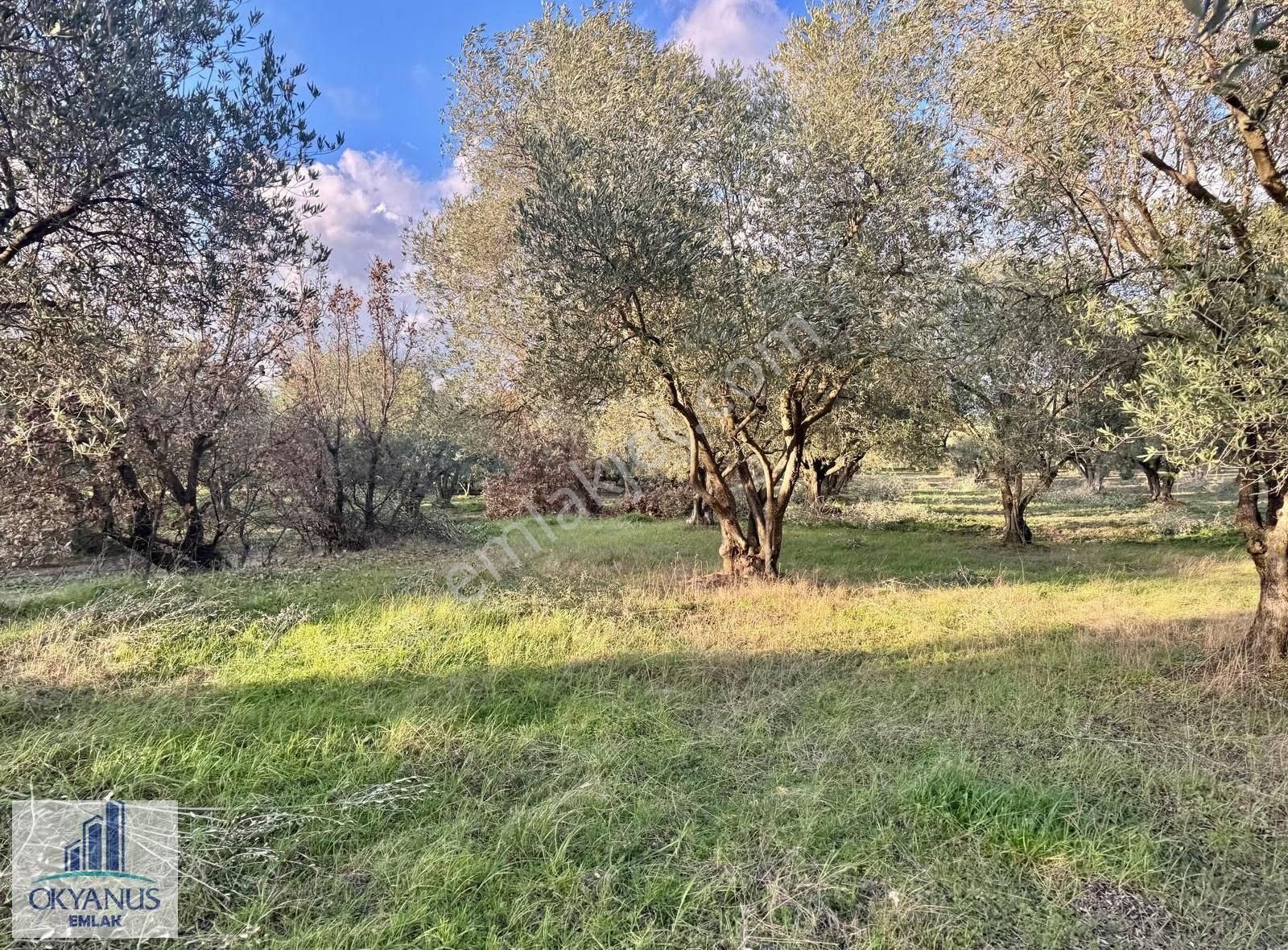 Kepenekli De 1.035 M2 Zeytinlik, Yola 90 Mt Cepheli - Görsel 21
