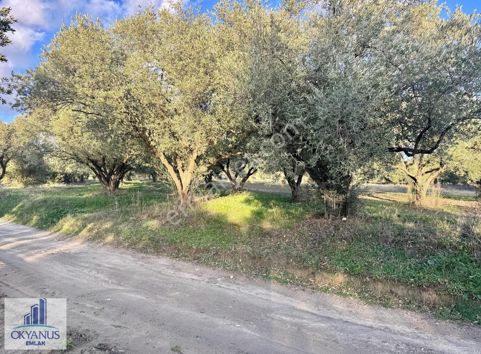 Kepenekli De 1.035 M2 Zeytinlik, Yola 90 Mt Cepheli