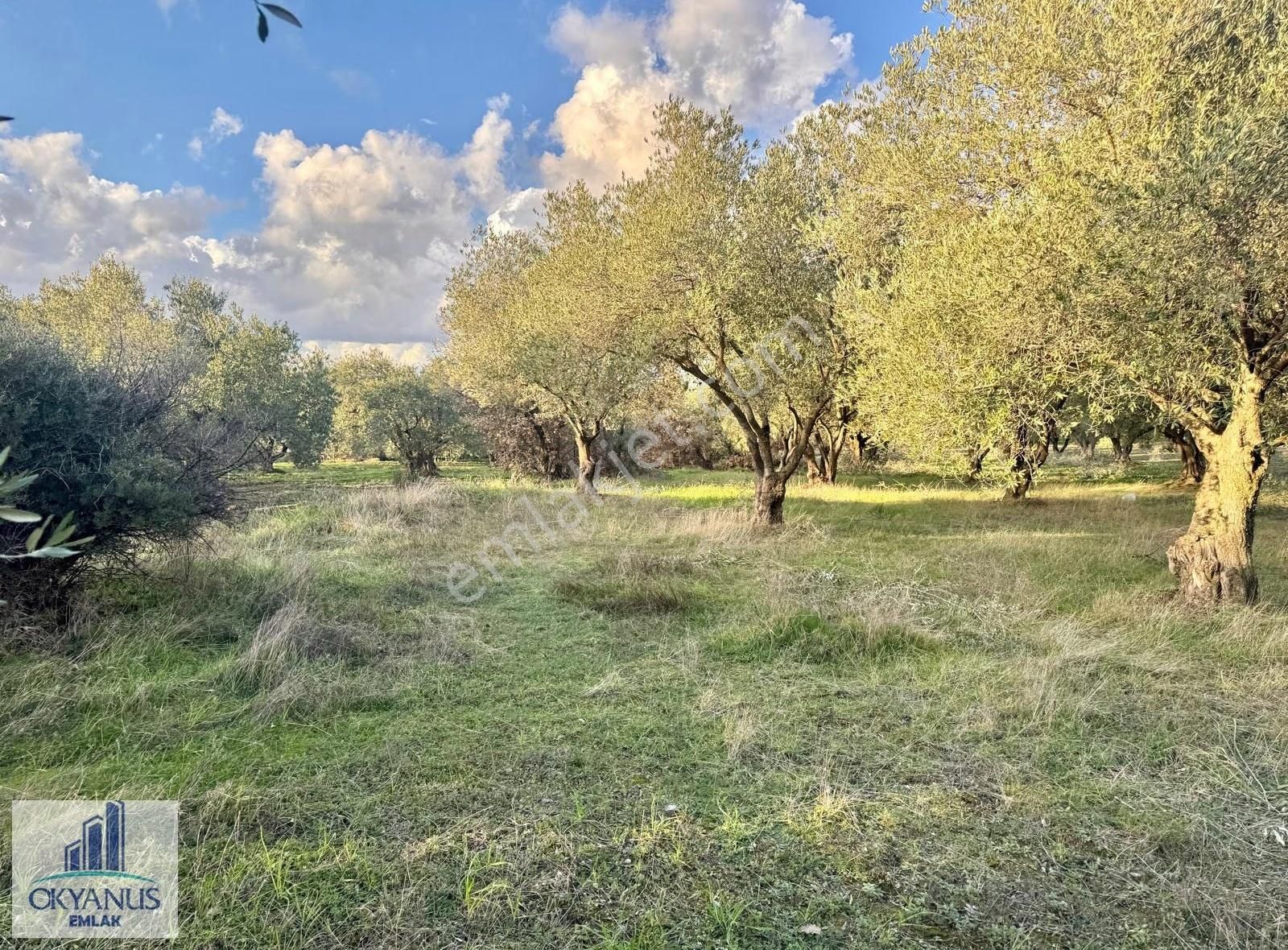 Kepenekli De 1.035 M2 Zeytinlik, Yola 90 Mt Cepheli - Görsel 10