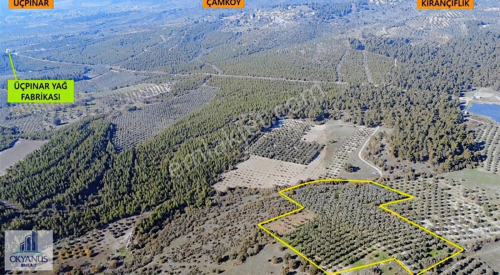 23.000 M2 Zeytinlik, Resmi Elektrik+ Sondaj+ Yeraltı Damlama Var - Görsel 29