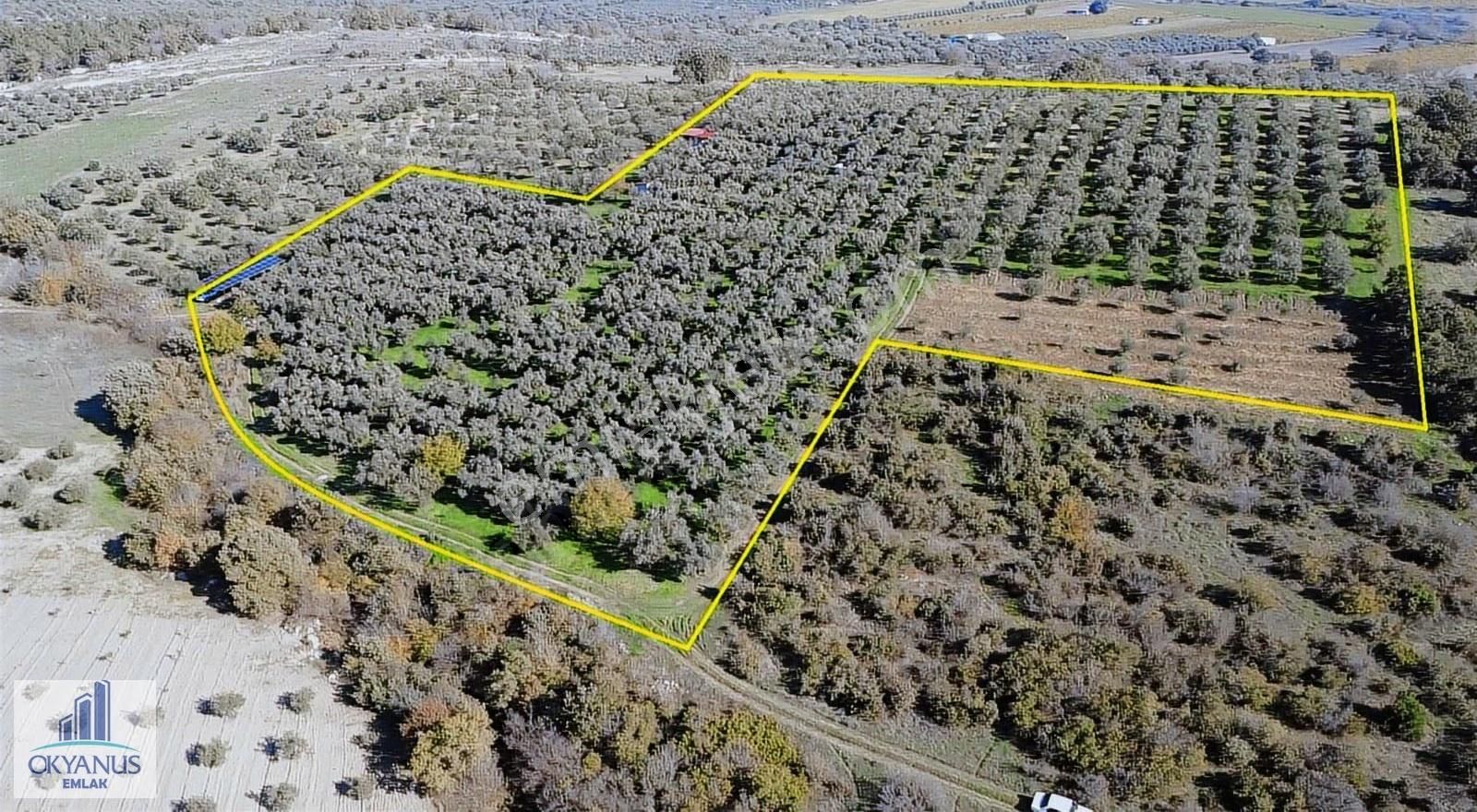 23.000 M2 Zeytinlik, Resmi Elektrik+ Sondaj+ Yeraltı Damlama Var - Görsel 25