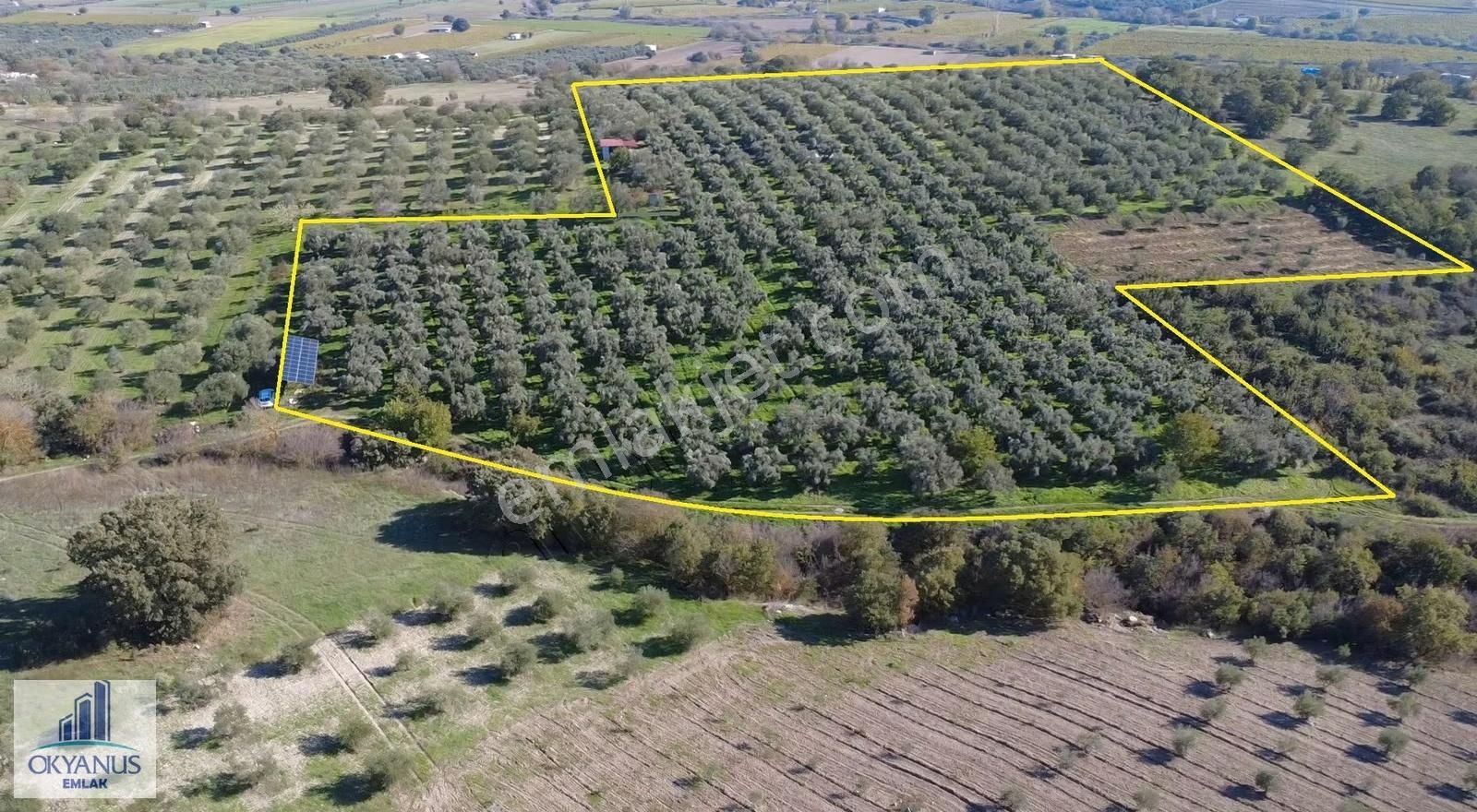 23.000 M2 Zeytinlik, Resmi Elektrik+ Sondaj+ Yeraltı Damlama Var - Görsel 9