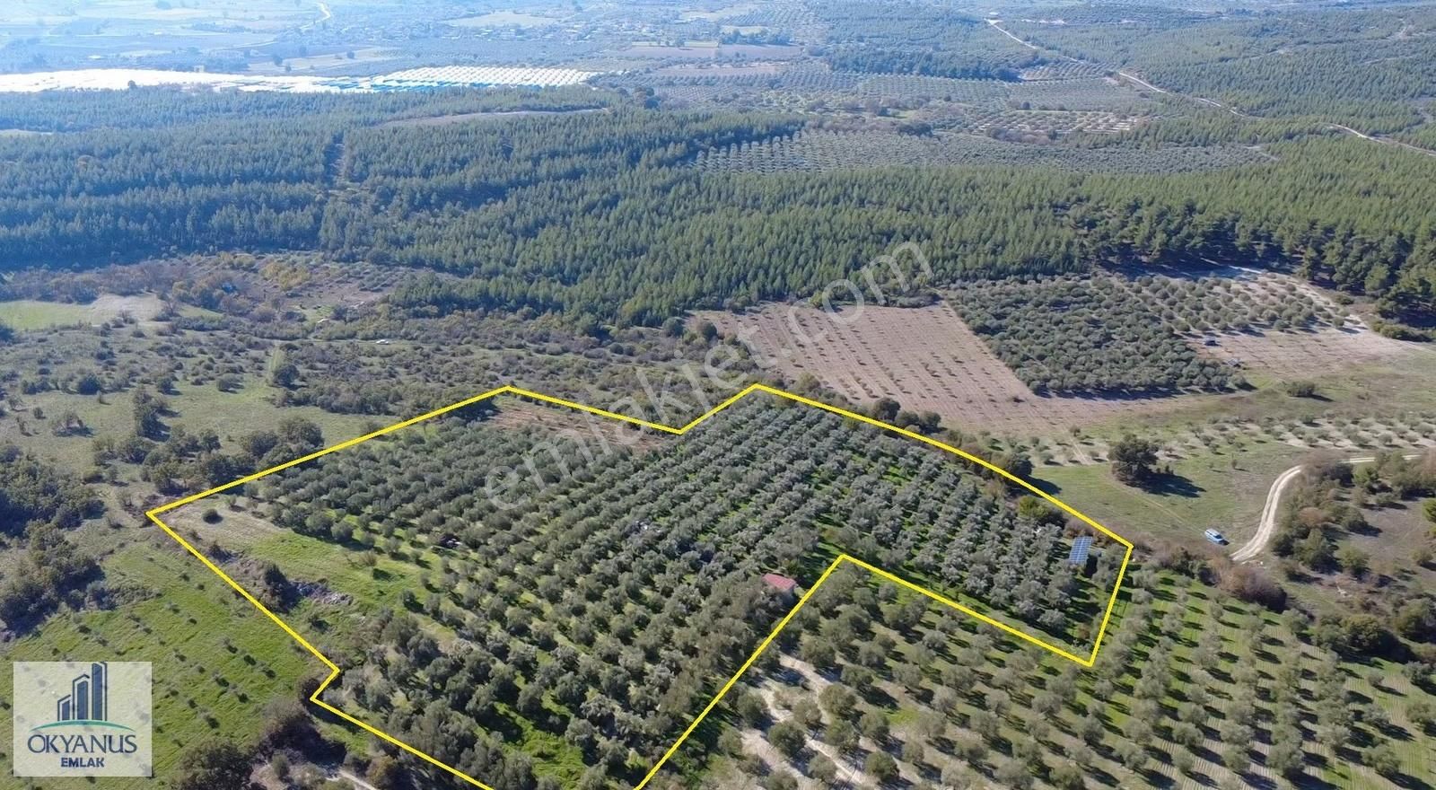 23.000 M2 Zeytinlik, Resmi Elektrik+ Sondaj+ Yeraltı Damlama Var - Görsel 11