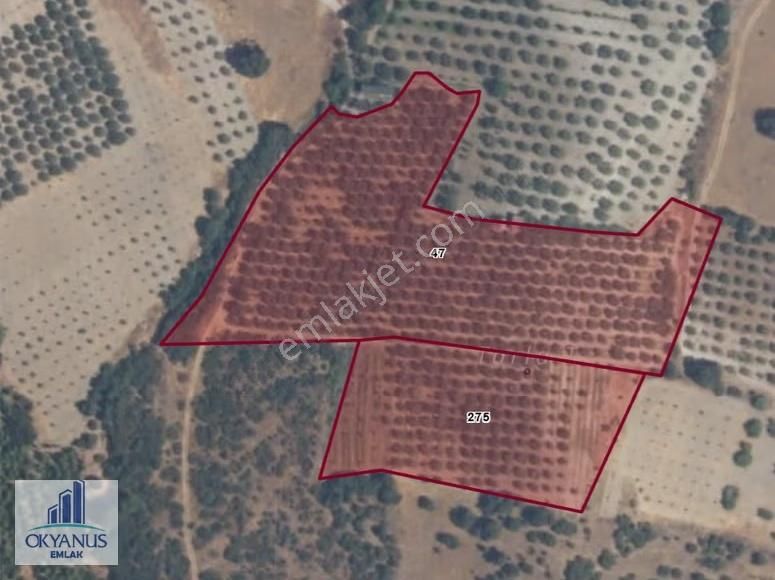 23.000 M2 Zeytinlik, Resmi Elektrik+ Sondaj+ Yeraltı Damlama Var - Görsel 6