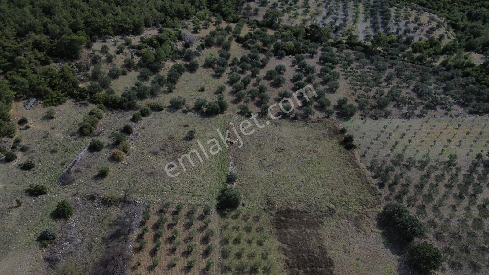 Bergama Zeytindağ Mahallesinde Satılık Tarla - Görsel 21