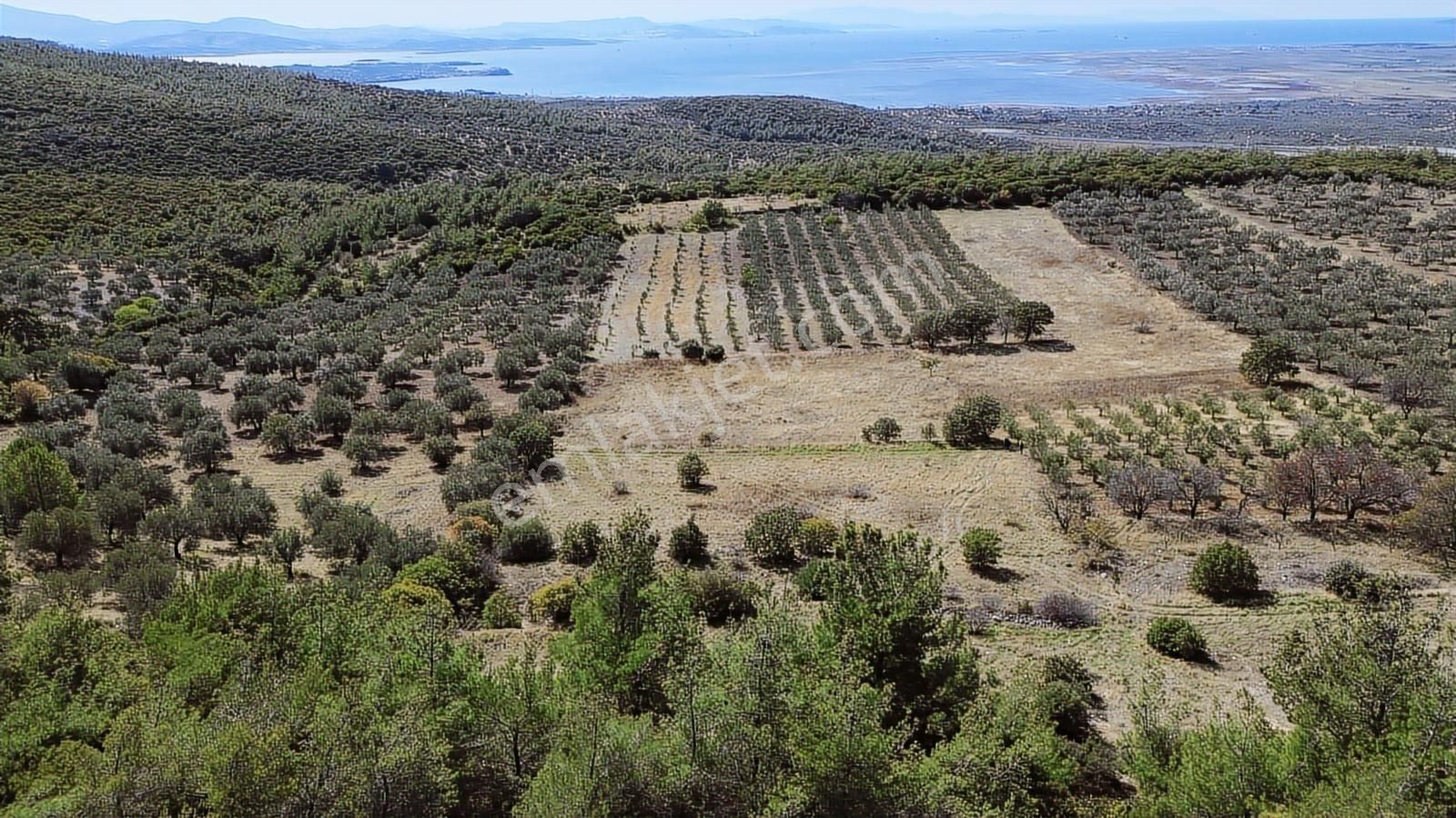 Bergama Zeytindağ Mahallesinde Satılık Tarla - Görsel 32