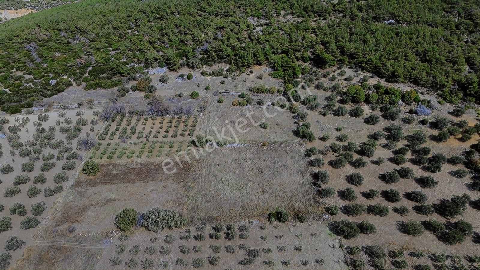 Bergama Zeytindağ Mahallesinde Satılık Tarla - Görsel 4