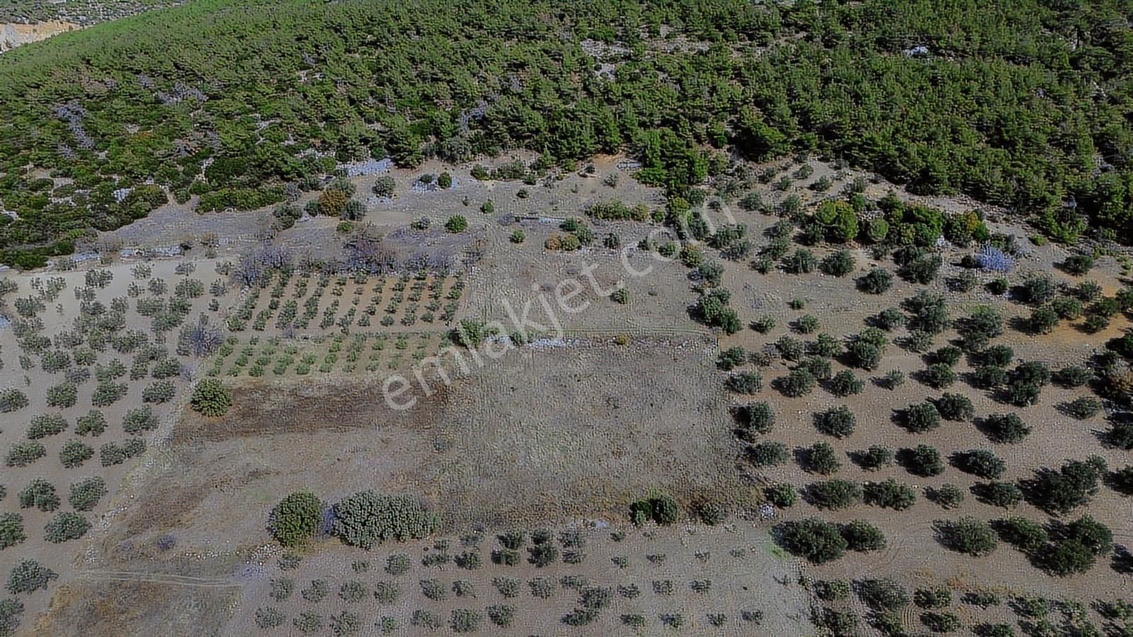 Bergama Zeytindağ Mahallesinde Satılık Tarla - Görsel 5