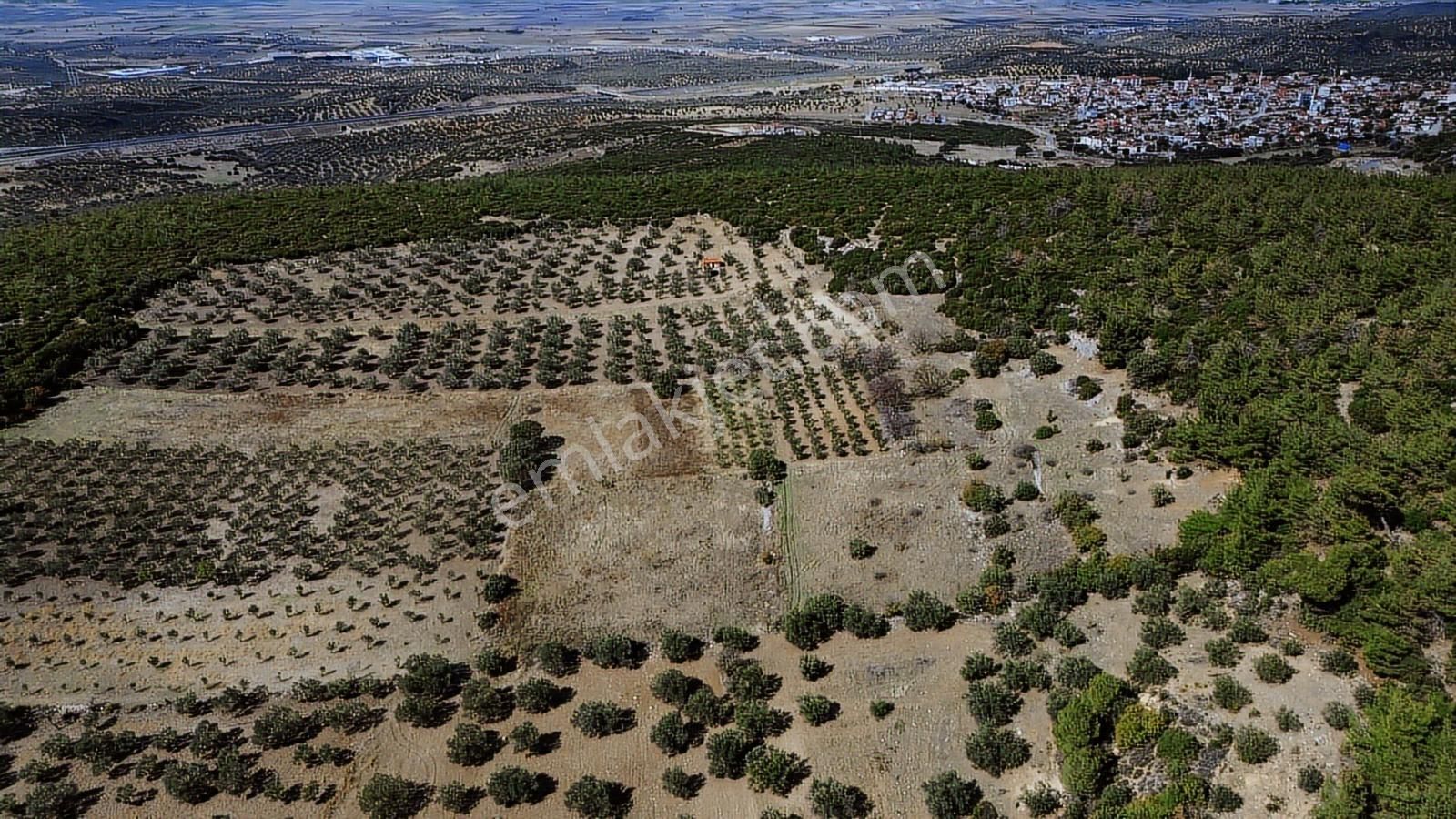 Bergama Zeytindağ Mahallesinde Satılık Tarla - Görsel 8