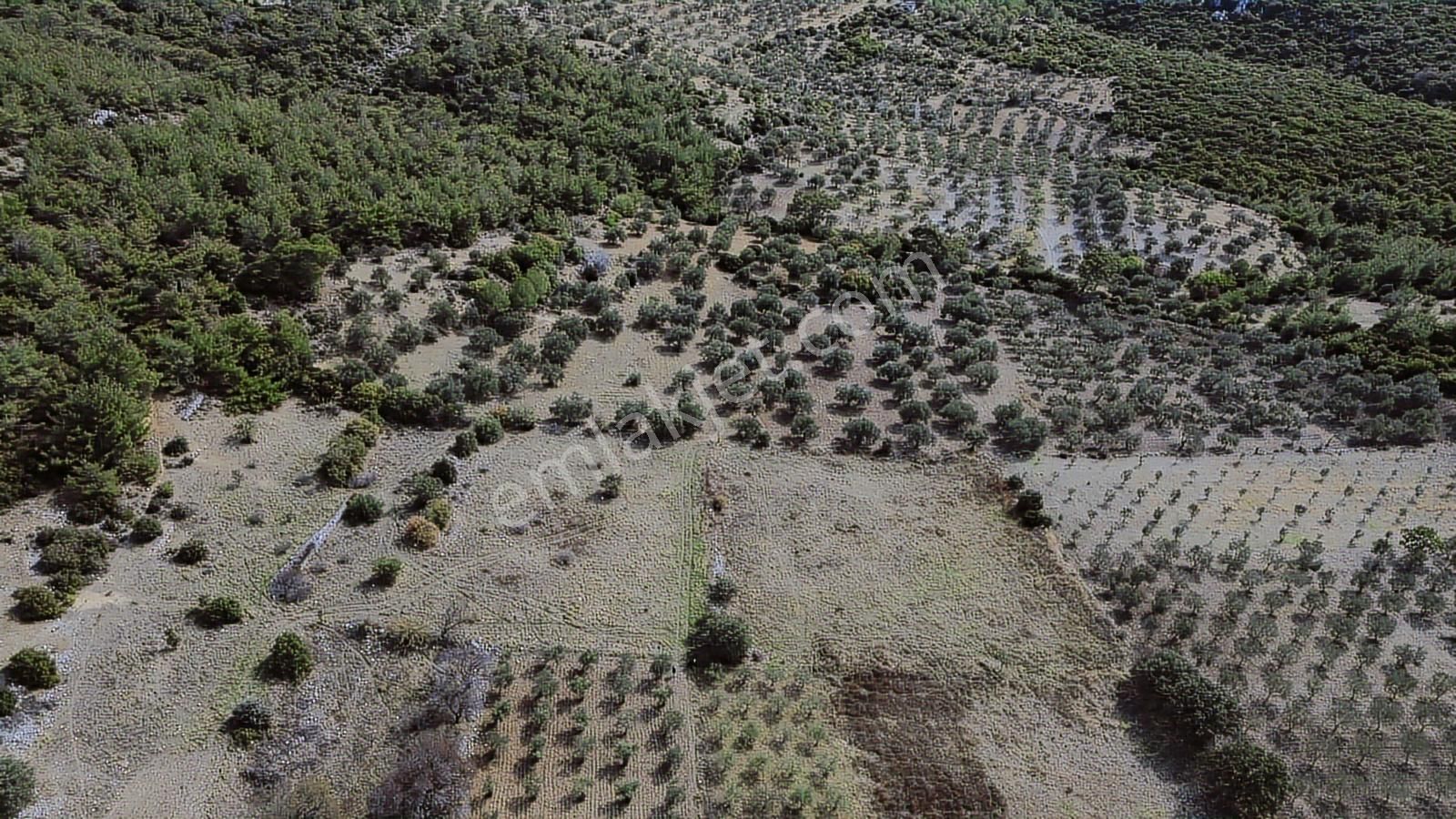Bergama Zeytindağ Mahallesinde Satılık Tarla - Görsel 15