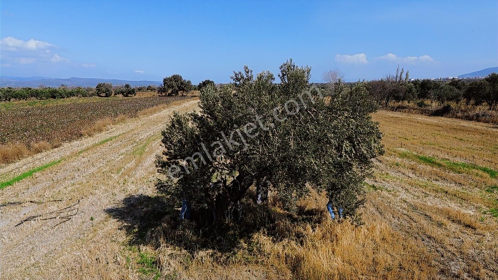 Yolu, Suyu Ve Elektriği Hazır | Kınık Cumalıda 7.150 M² Satılık - Görsel 20