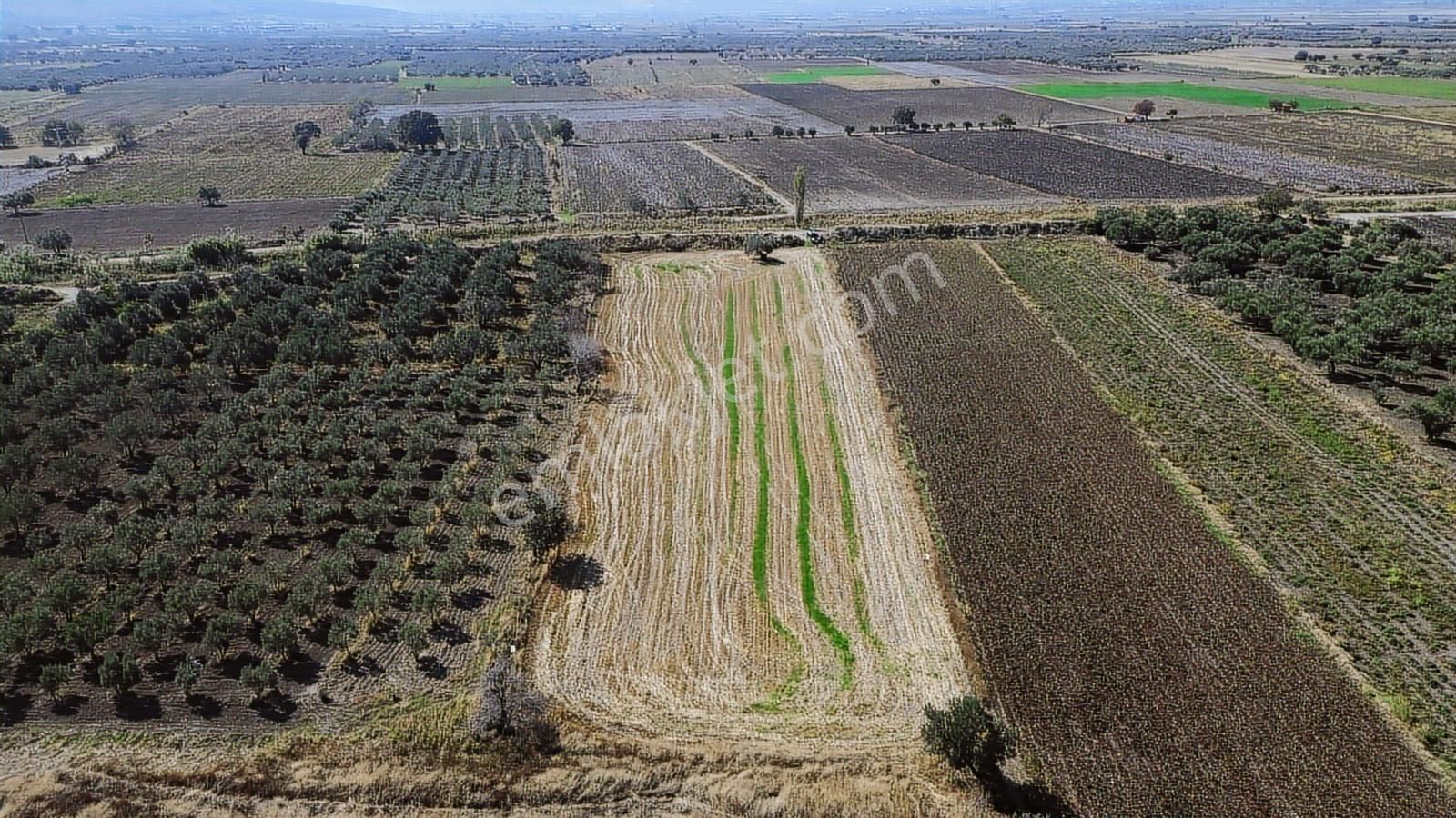 Yolu, Suyu Ve Elektriği Hazır | Kınık Cumalıda 7.150 M² Satılık - Görsel 7