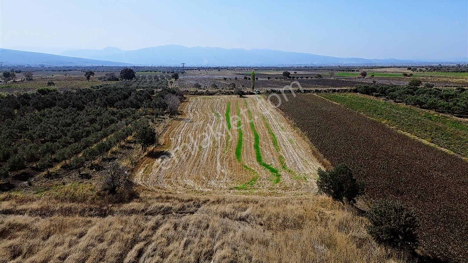 Yolu, Suyu Ve Elektriği Hazır | Kınık Cumalıda 7.150 M² Satılık - Görsel 32