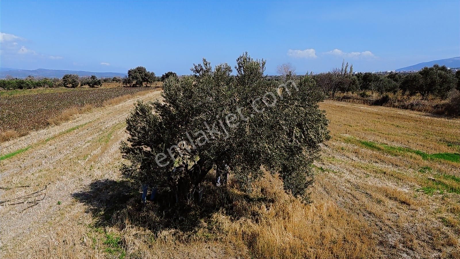 Yolu, Suyu Ve Elektriği Hazır | Kınık Cumalıda 7.150 M² Satılık - Görsel 21