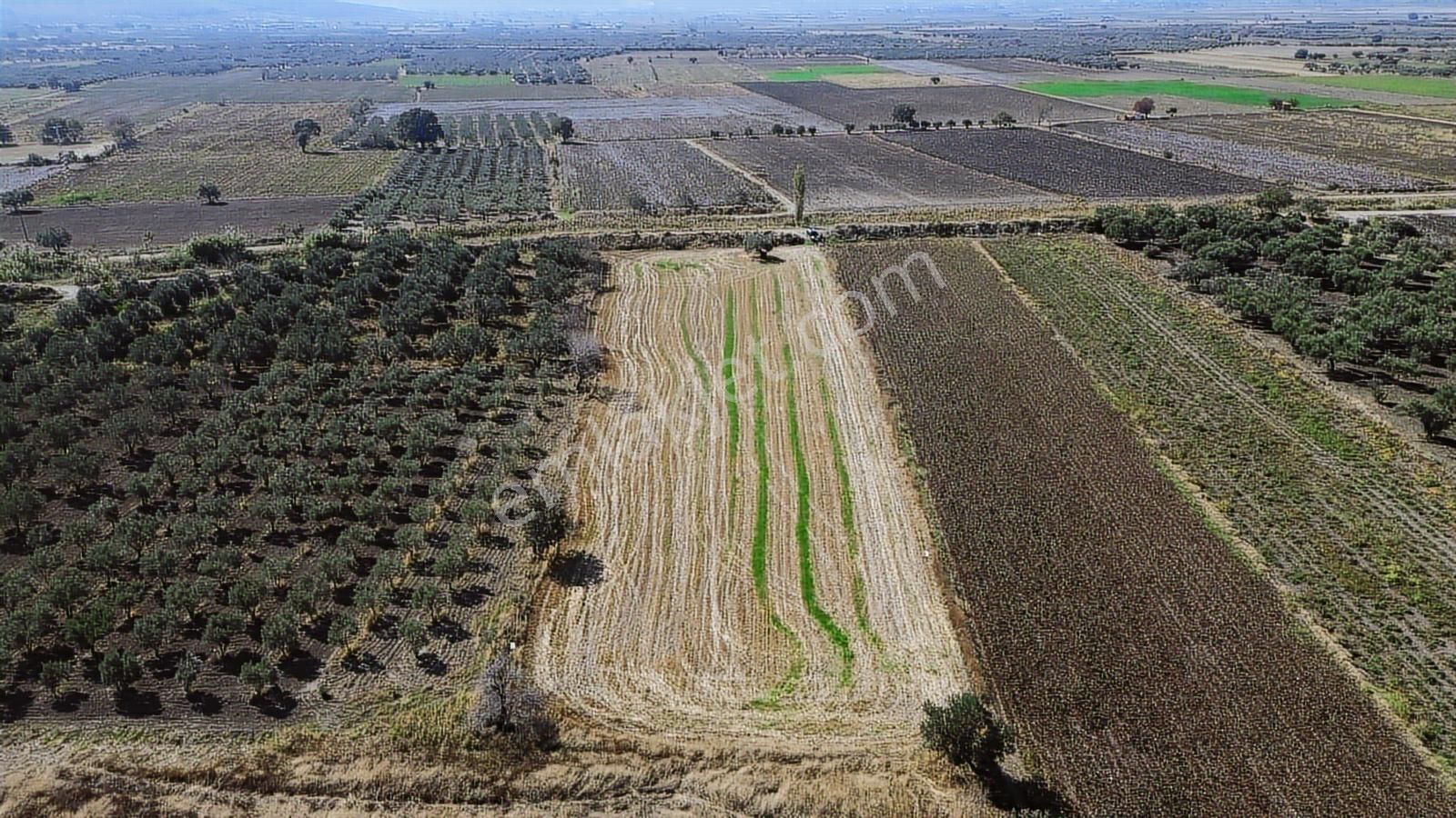 Yolu, Suyu Ve Elektriği Hazır | Kınık Cumalıda 7.150 M² Satılık - Görsel 23