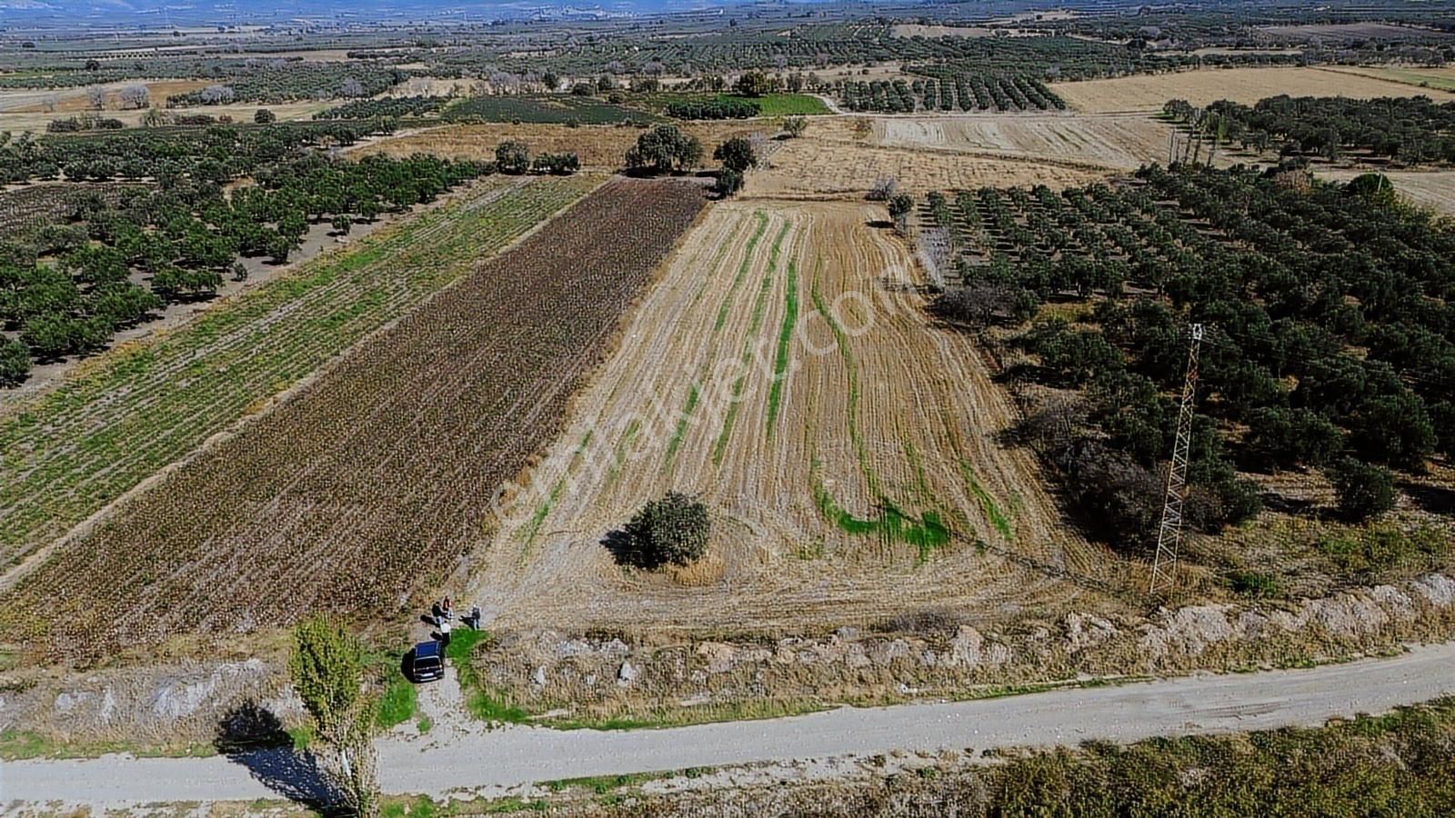 Yolu, Suyu Ve Elektriği Hazır | Kınık Cumalıda 7.150 M² Satılık - Görsel 34
