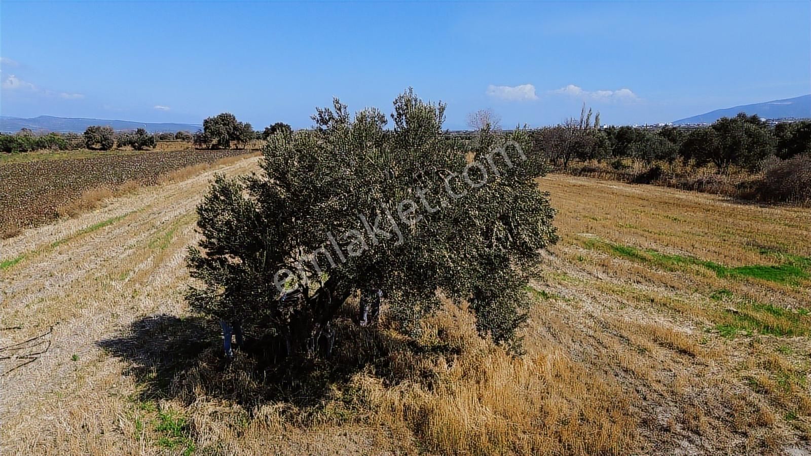 Yolu, Suyu Ve Elektriği Hazır | Kınık Cumalıda 7.150 M² Satılık - Görsel 22
