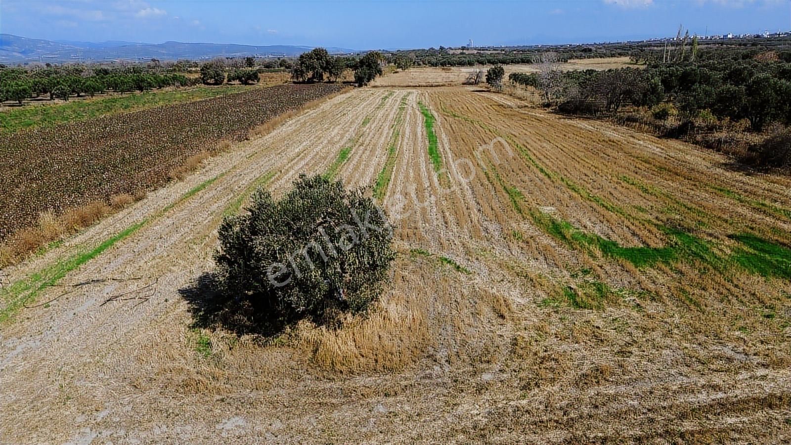 Yolu, Suyu Ve Elektriği Hazır | Kınık Cumalıda 7.150 M² Satılık - Görsel 10