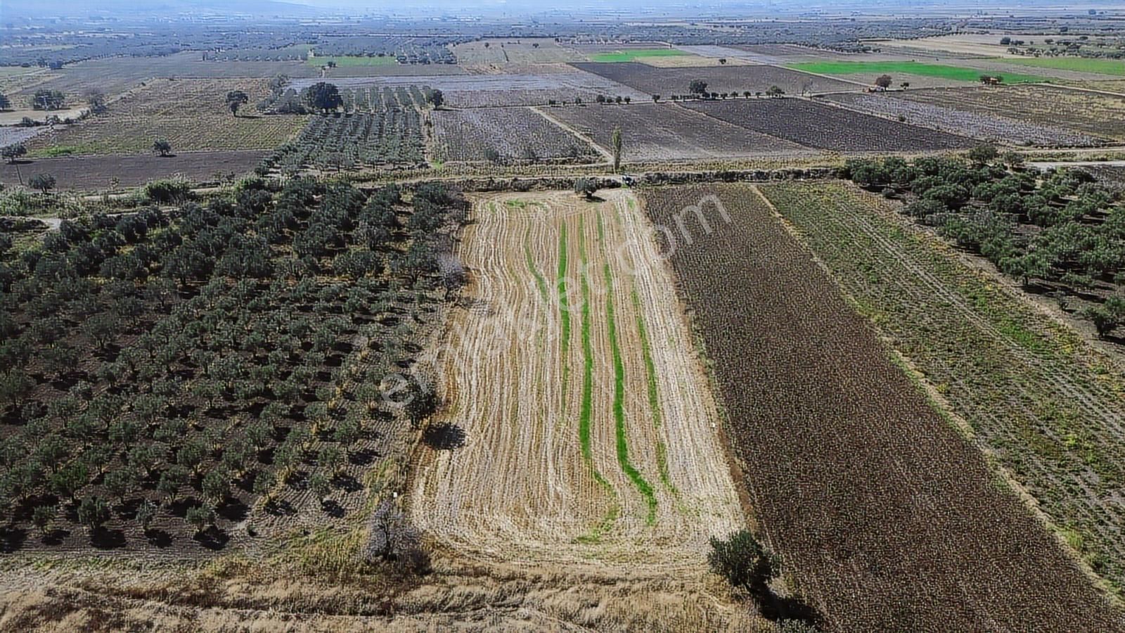 Yolu, Suyu Ve Elektriği Hazır | Kınık Cumalıda 7.150 M² Satılık