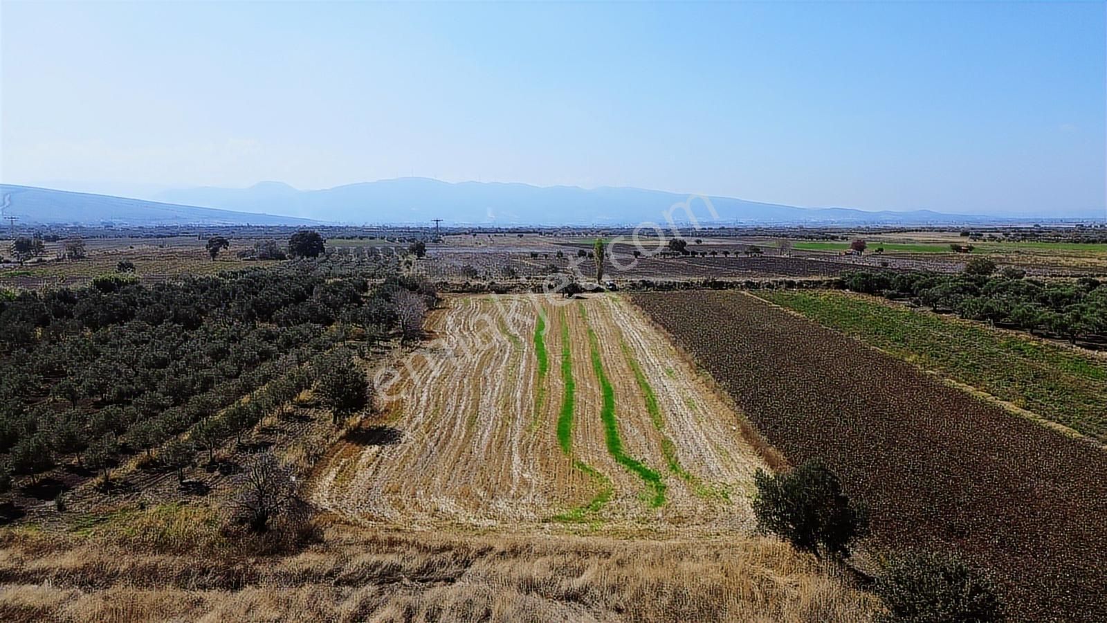 Yolu, Suyu Ve Elektriği Hazır | Kınık Cumalıda 7.150 M² Satılık - Görsel 35