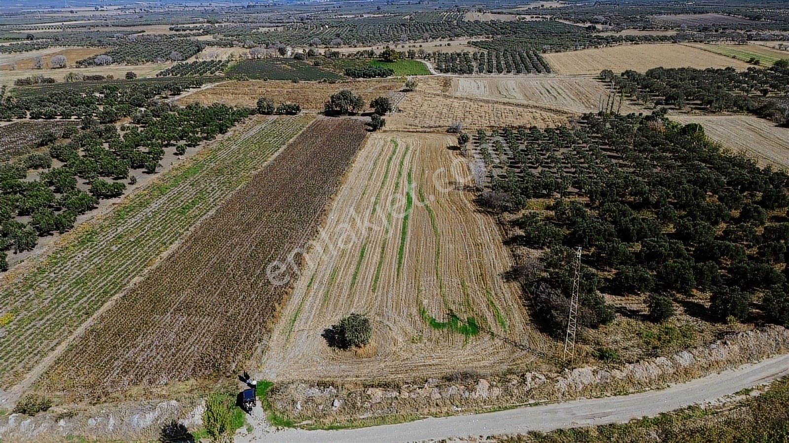 Yolu, Suyu Ve Elektriği Hazır | Kınık Cumalıda 7.150 M² Satılık - Görsel 5