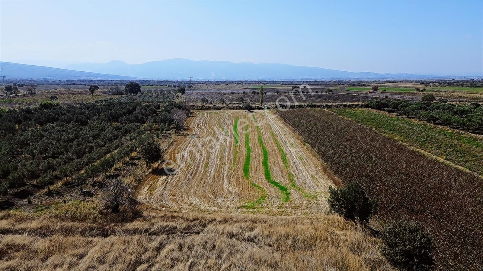 Yolu, Suyu Ve Elektriği Hazır | Kınık Cumalıda 7.150 M² Satılık - Görsel 18