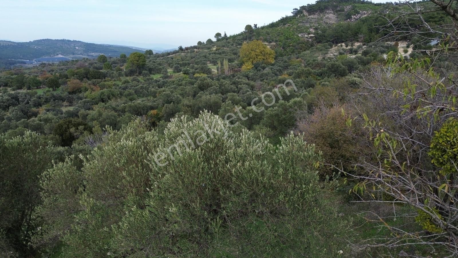 Asfalt Yola Sıfır | Köşe Parsel | Yatırımlık Zeytinlik - Görsel 16