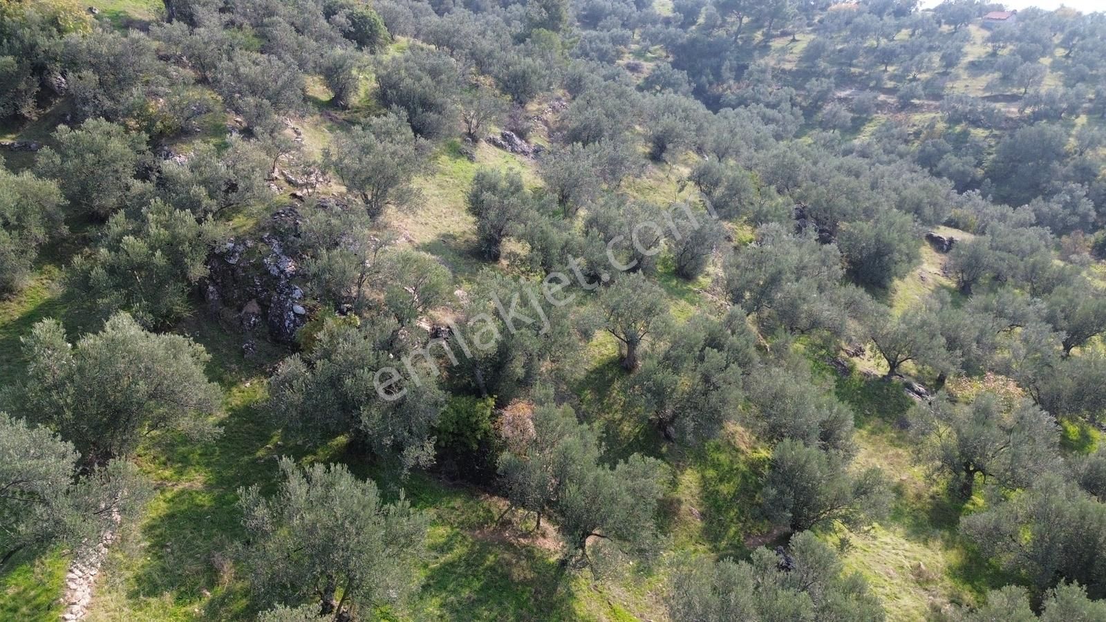 İzmir Dikili Yenice Mahallesinde Satılık Zeytinlik - Görsel 6