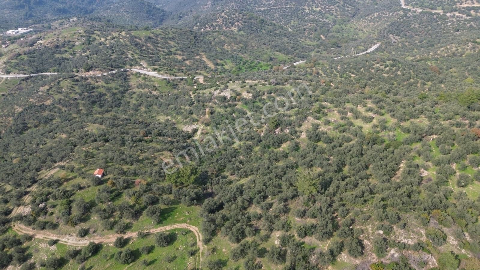 İzmir Dikili Yenice Mahallesinde Satılık Zeytinlik - Görsel 2
