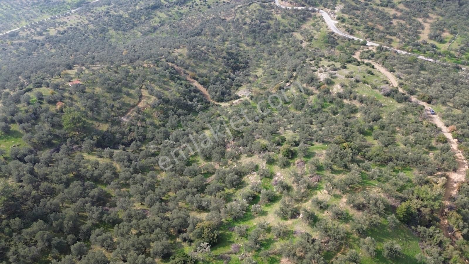 İzmir Dikili Yenice Mahallesinde Satılık Zeytinlik - Görsel 19