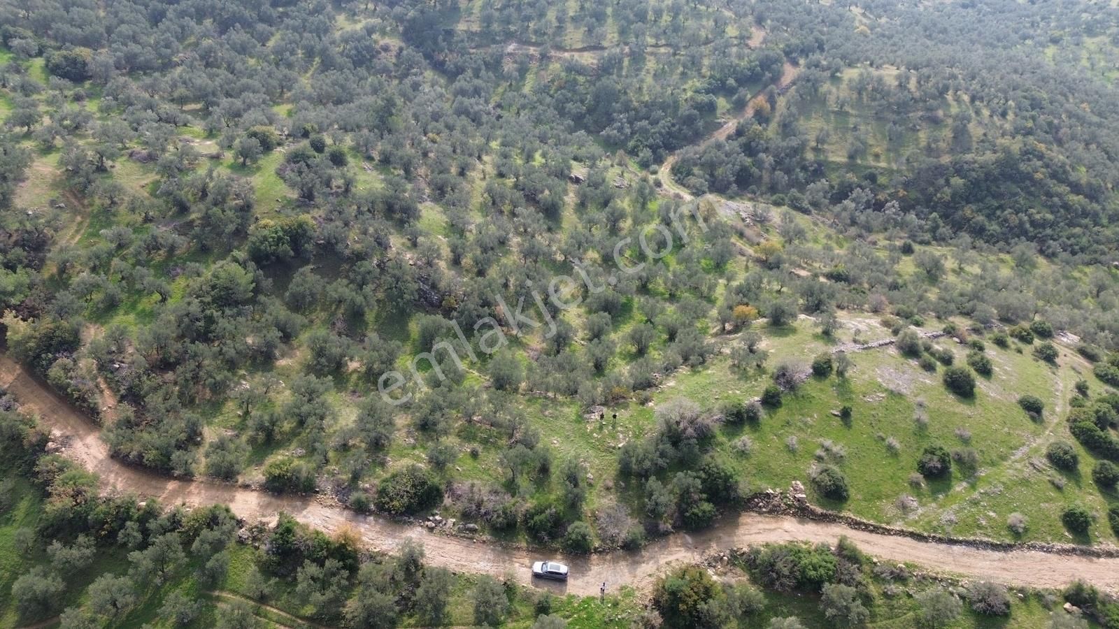 İzmir Dikili Yenice Mahallesinde Satılık Zeytinlik - Görsel 15