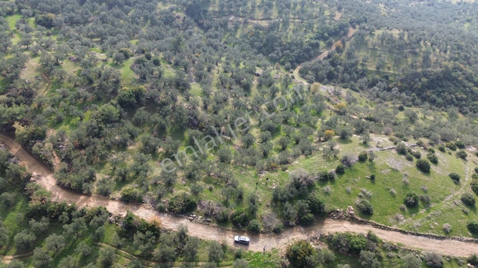 İzmir Dikili Yenice Mahallesinde Satılık Zeytinlik - Görsel 18