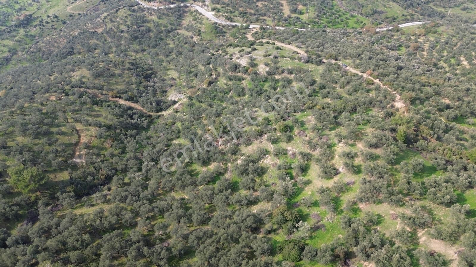 İzmir Dikili Yenice Mahallesinde Satılık Zeytinlik - Görsel 10