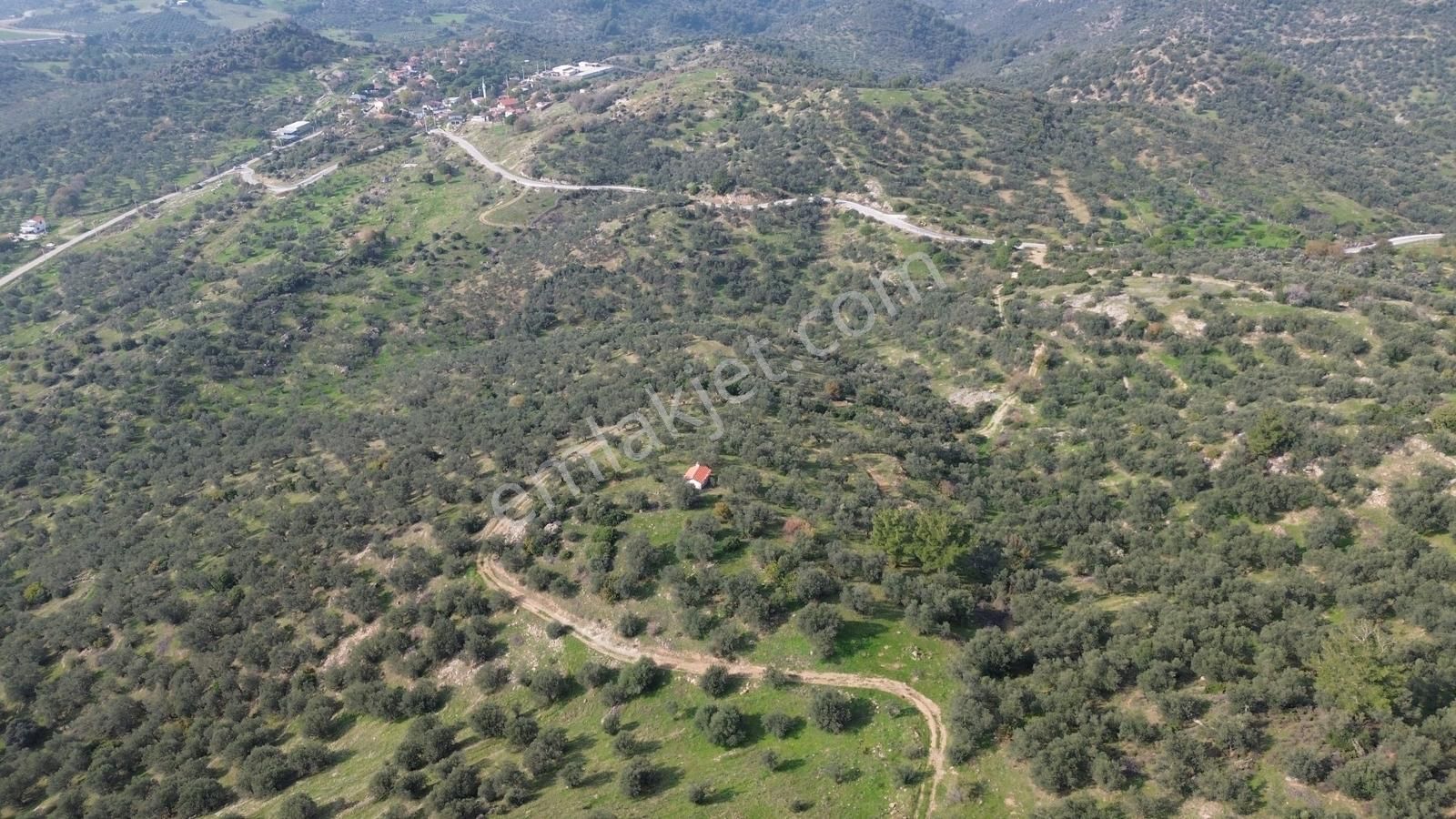 İzmir Dikili Yenice Mahallesinde Satılık Zeytinlik - Görsel 29
