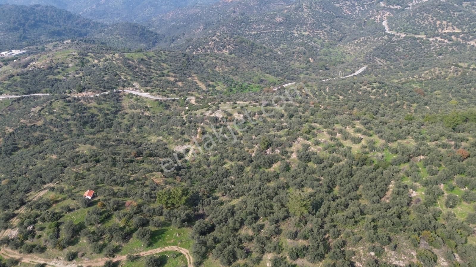 İzmir Dikili Yenice Mahallesinde Satılık Zeytinlik - Görsel 3
