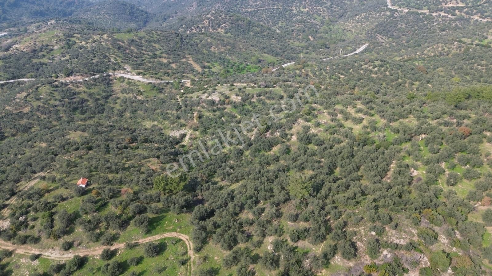 İzmir Dikili Yenice Mahallesinde Satılık Zeytinlik - Görsel 31