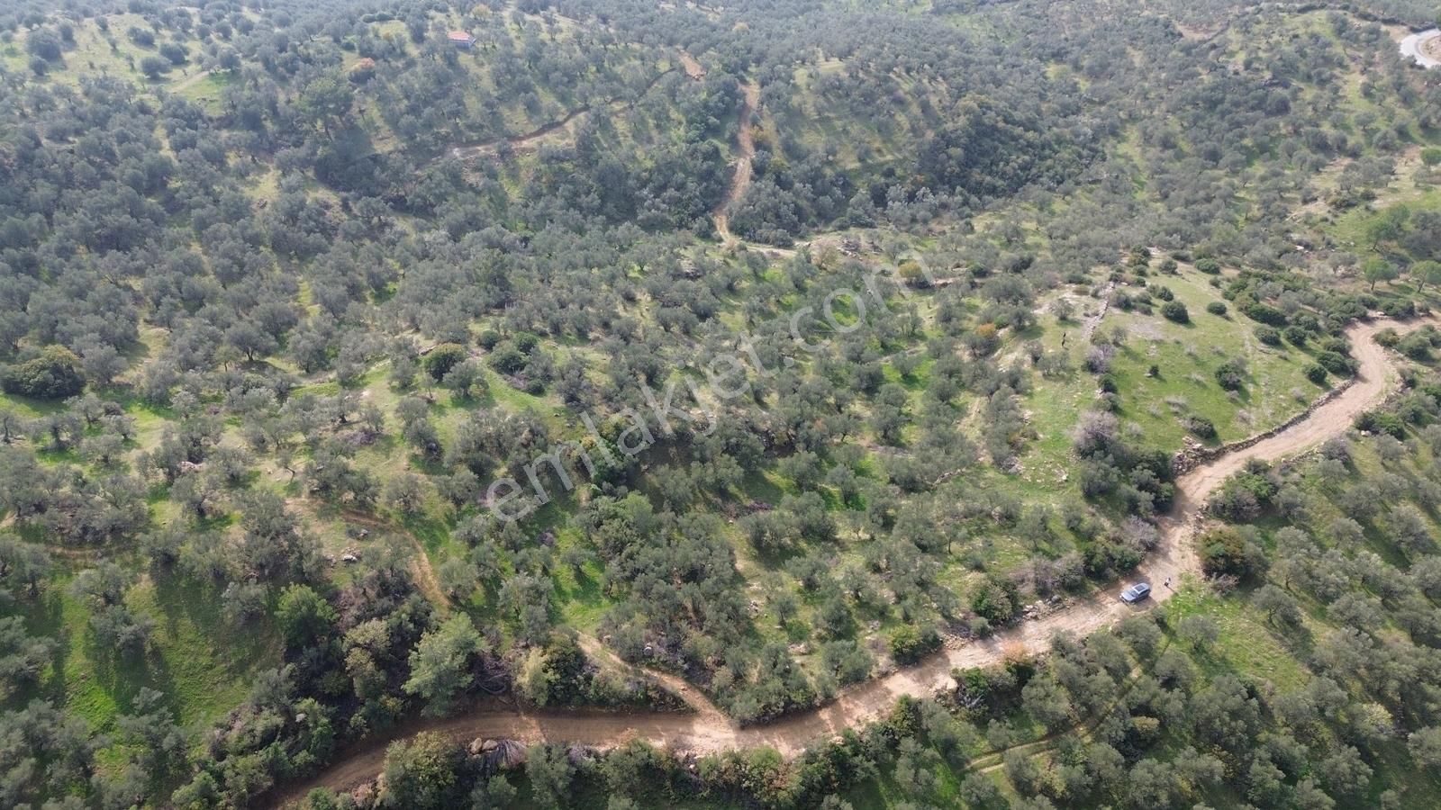 İzmir Dikili Yenice Mahallesinde Satılık Zeytinlik
