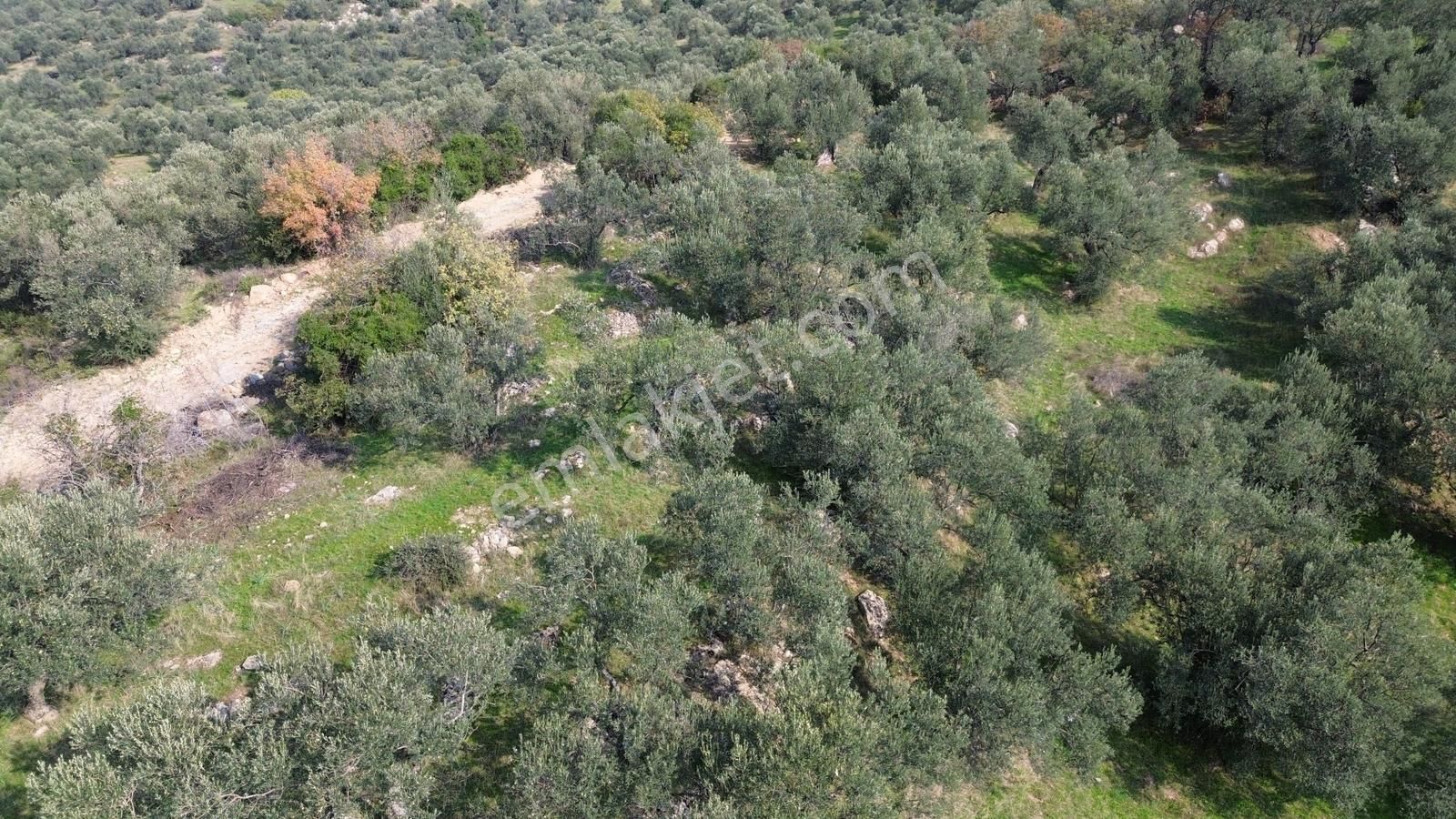 İzmir Dikili Yenice Mahallesinde Satılık Zeytinlik - Görsel 11