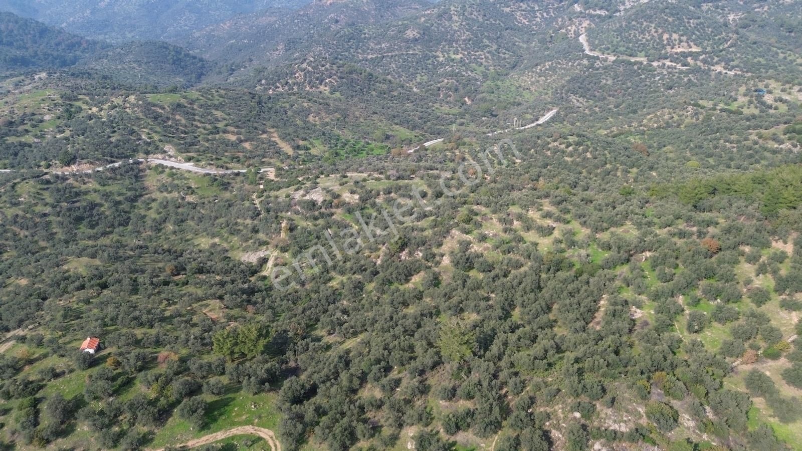 İzmir Dikili Yenice Mahallesinde Satılık Zeytinlik - Görsel 32