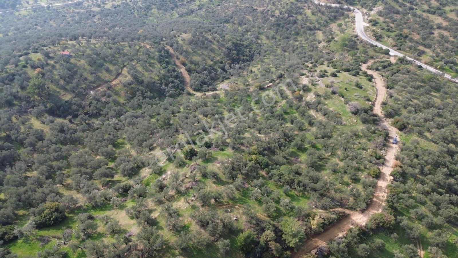 İzmir Dikili Yenice Mahallesinde Satılık Zeytinlik - Görsel 24