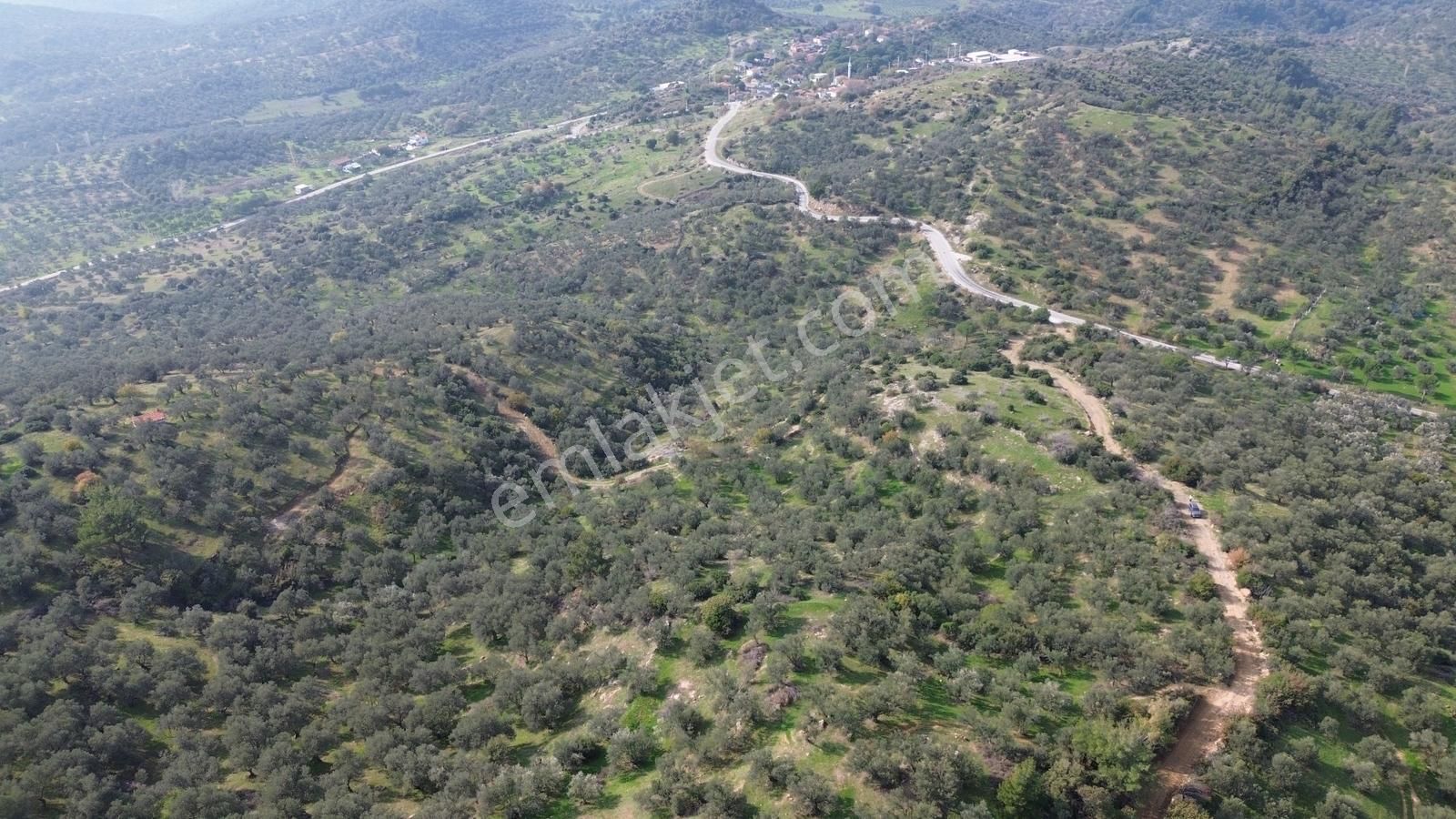 İzmir Dikili Yenice Mahallesinde Satılık Zeytinlik - Görsel 20