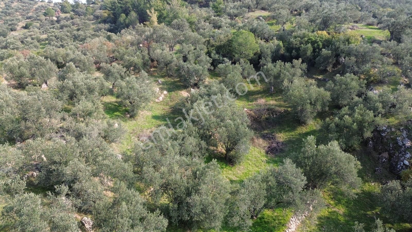 İzmir Dikili Yenice Mahallesinde Satılık Zeytinlik - Görsel 5
