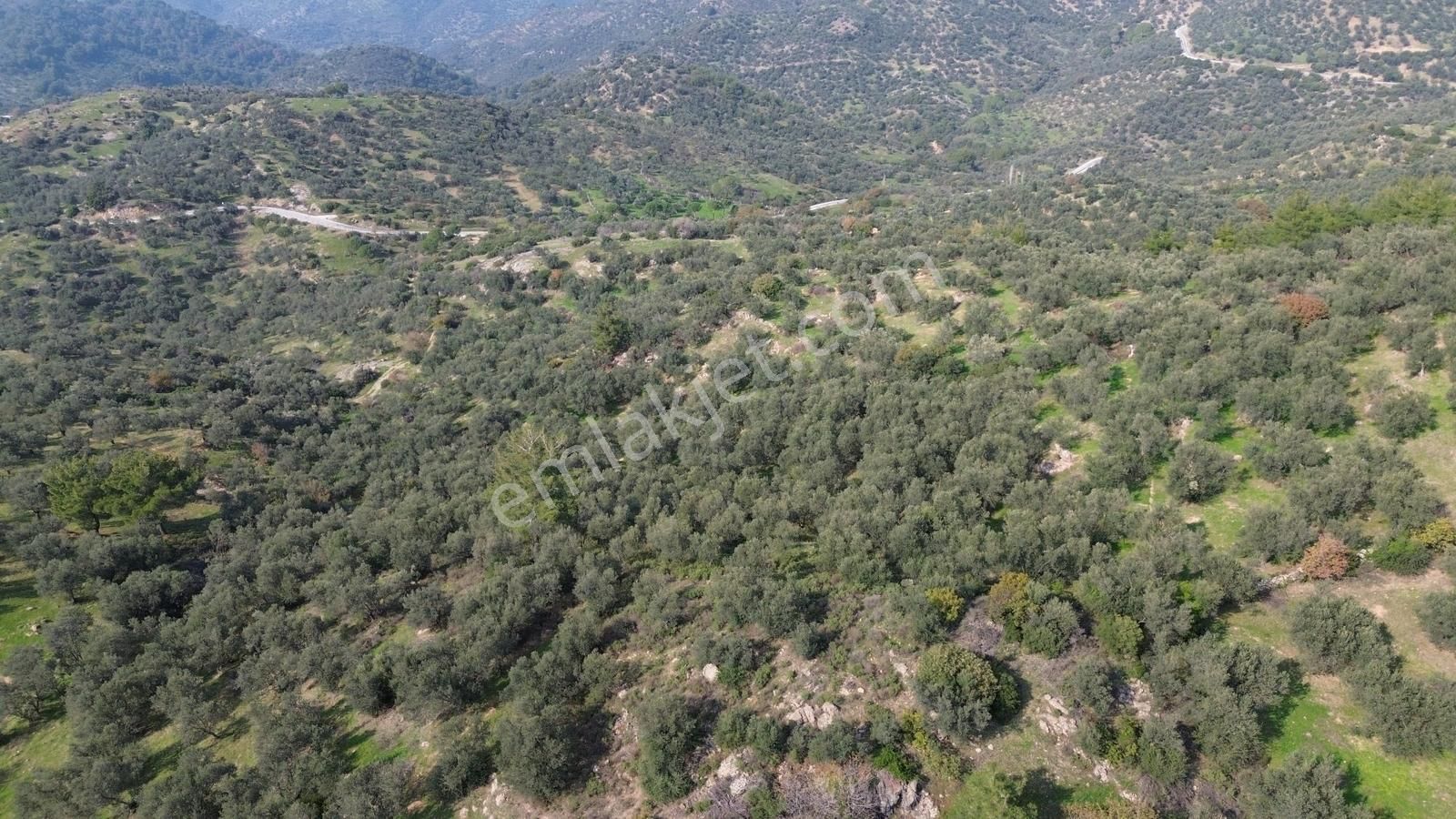 İzmir Dikili Yenice Mahallesinde Satılık Zeytinlik - Görsel 34