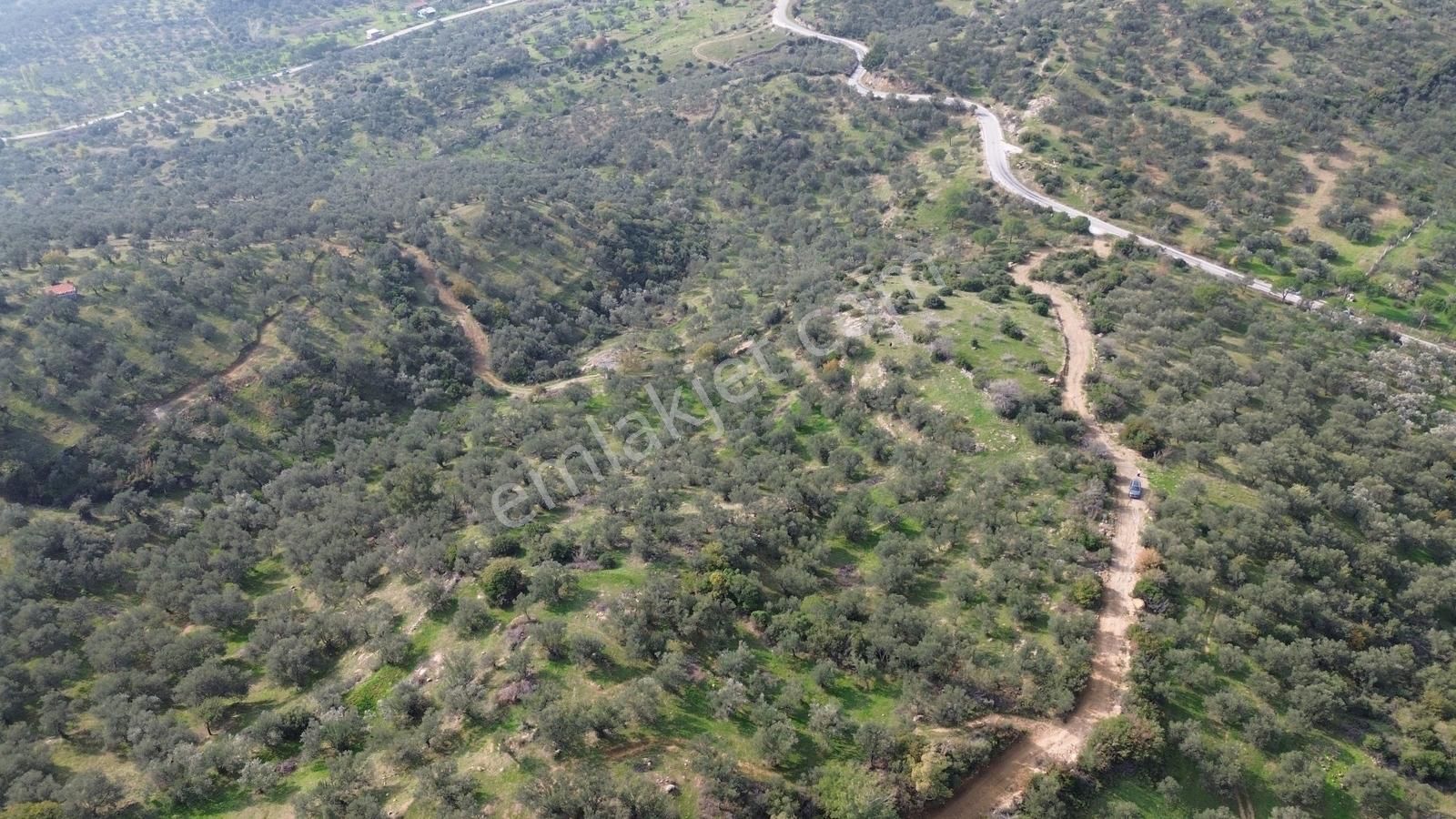 İzmir Dikili Yenice Mahallesinde Satılık Zeytinlik - Görsel 9