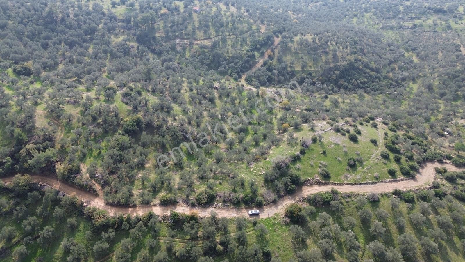 İzmir Dikili Yenice Mahallesinde Satılık Zeytinlik - Görsel 22