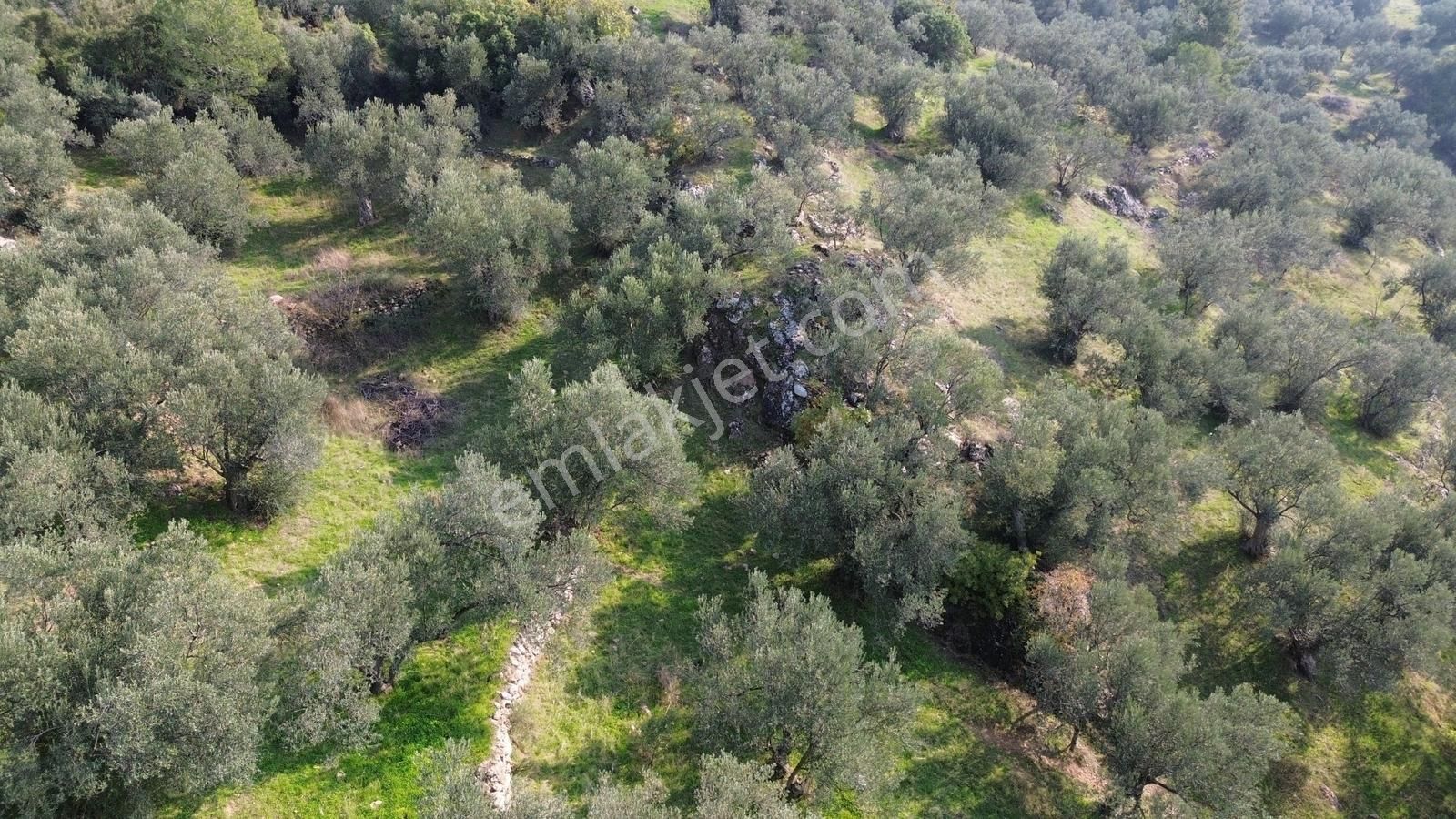 İzmir Dikili Yenice Mahallesinde Satılık Zeytinlik - Görsel 7