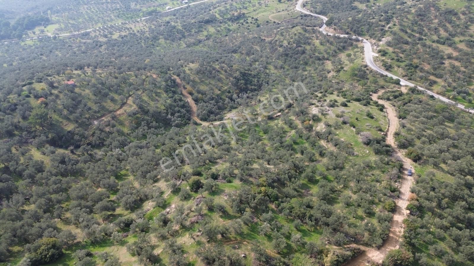 İzmir Dikili Yenice Mahallesinde Satılık Zeytinlik - Görsel 35