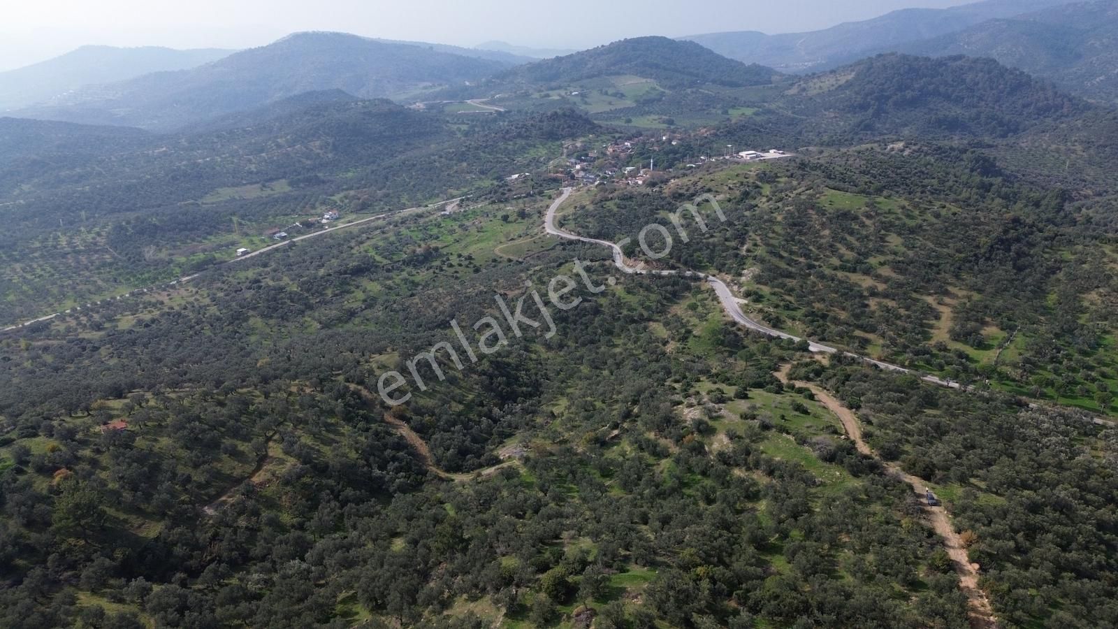 İzmir Dikili Yenice Mahallesinde Satılık Zeytinlik - Görsel 28