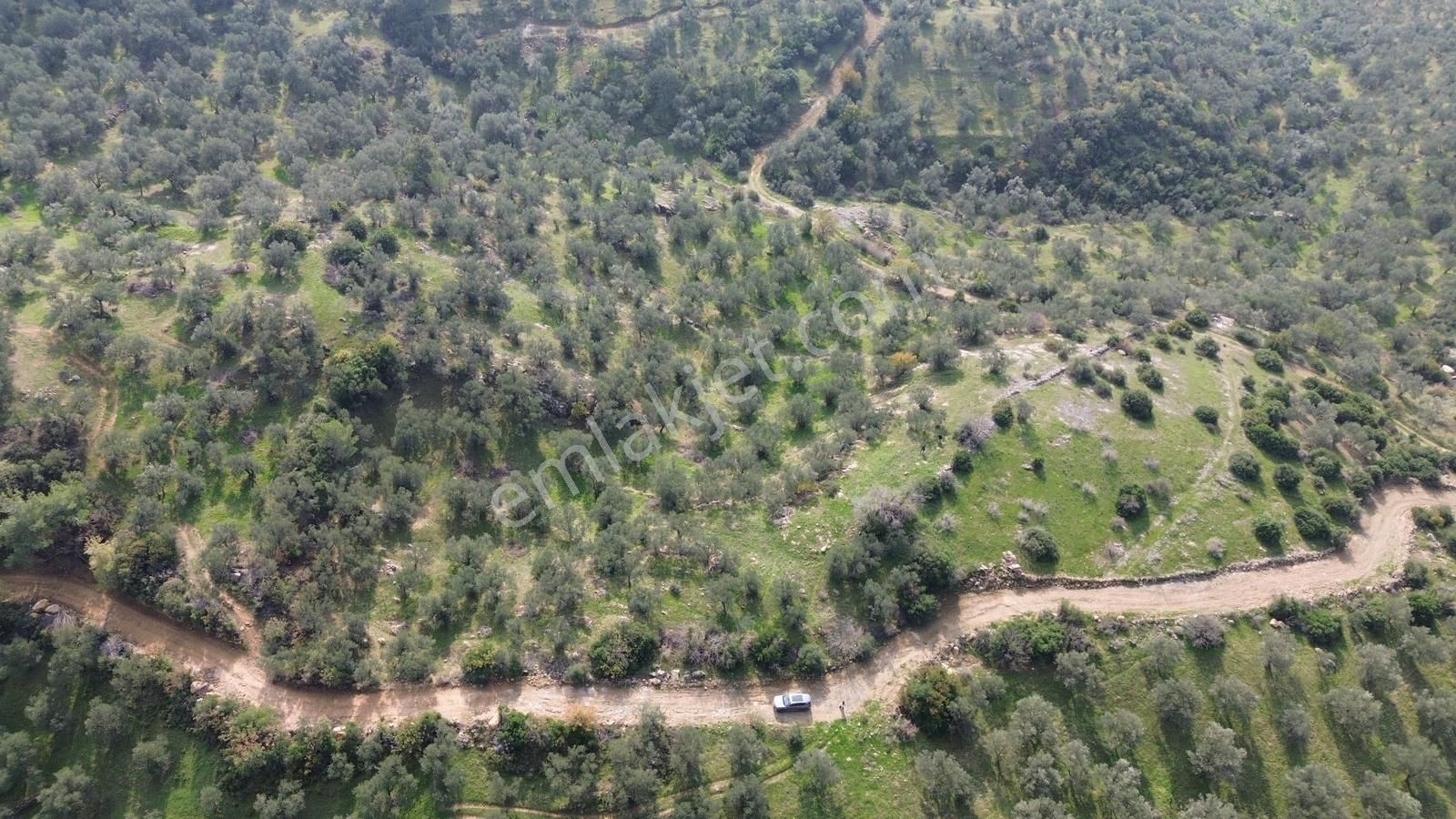 İzmir Dikili Yenice Mahallesinde Satılık Zeytinlik - Görsel 16